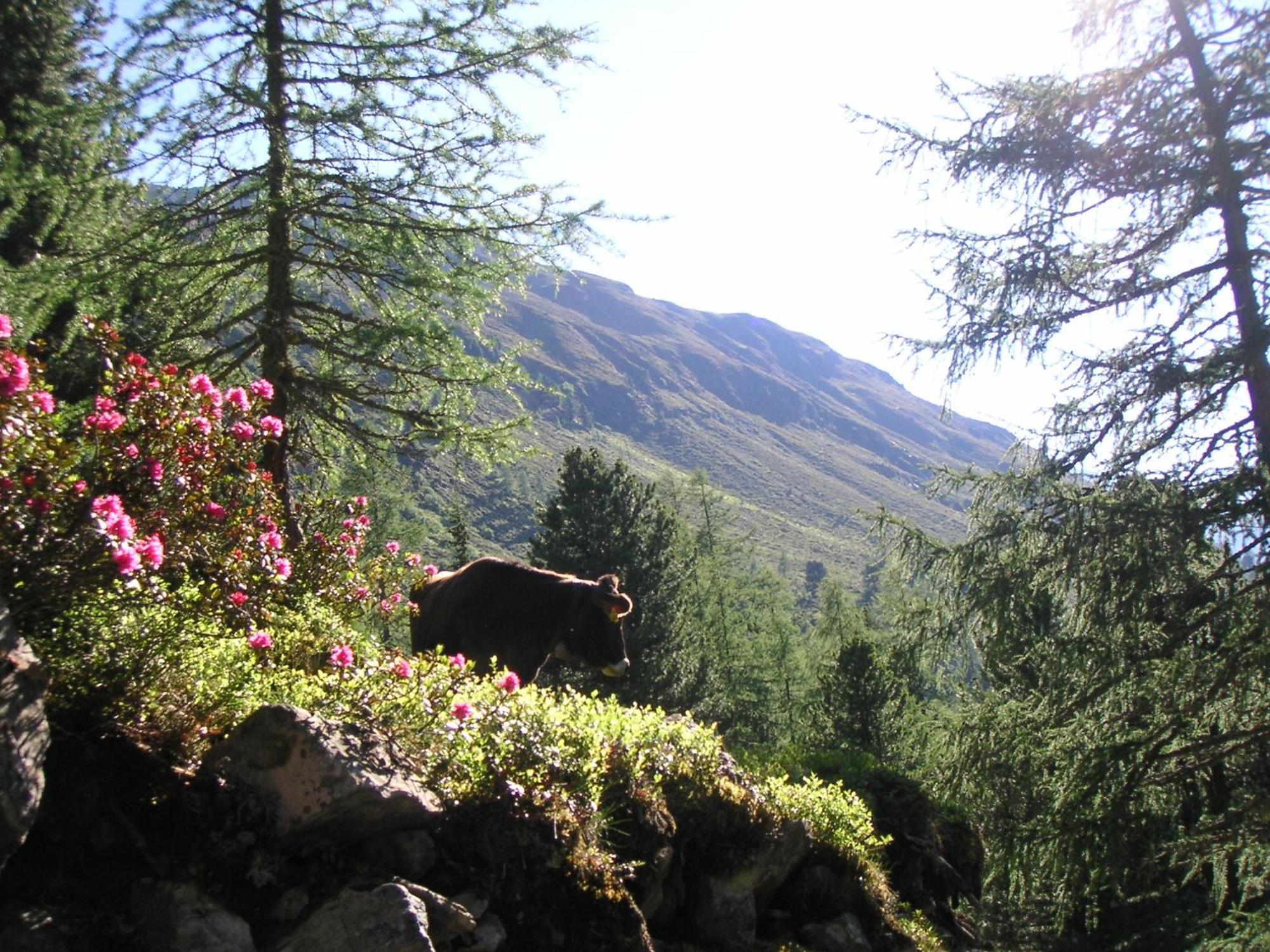 Apartamento Dorfbaeck Kaunertal